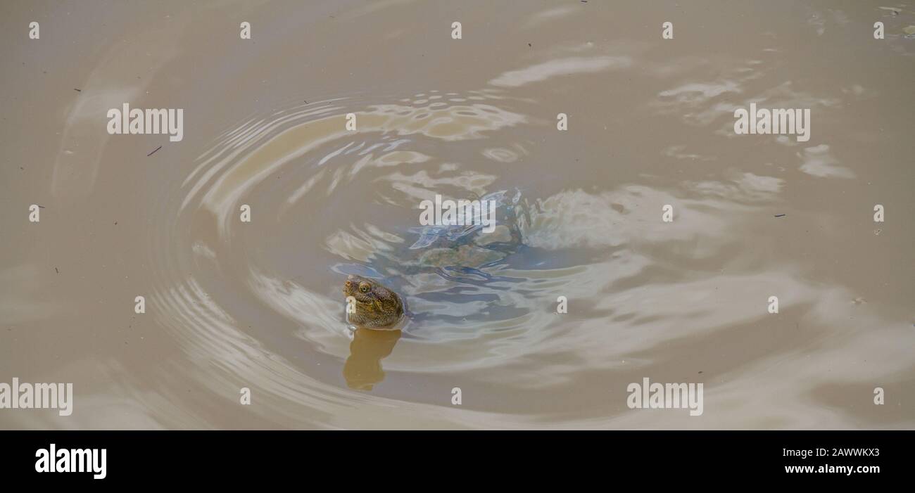 Terrapin dentelé à charnières isolé avec sa tête au-dessus de l'image de l'eau au format horizontal avec espace de copie Banque D'Images