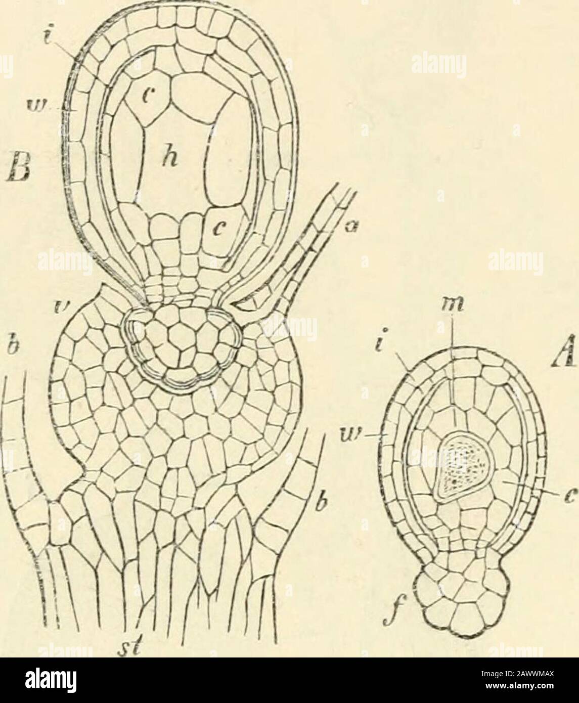 Texte-livre de botanique, morphologique et physiologique . pores seulement par sa désintégration. Alors que dans les genres Phascum et Ephemerum ^ theinternal différenciation de la theca correspond essentiellement à celle des vrais mousses, bien que plus simple, le genre Archidium affiche une déviation plus considérable, et comme une forme transitoire intéressante peut être examinée un peu plus étroitement 2. Thevery short pédicelle des bosses de sporogonium, comme dans Sphagnum et Hepaticae; theca théronnée rompt le calyptra latéralement, sans le relever comme bouchon. Archidiumest d'accord avec les vrais mousses dans la formation dans le Banque D'Images