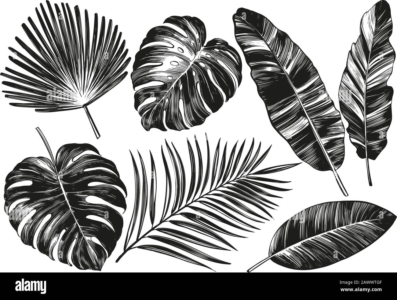 Feuilles tropicales, éléments floraux botaniques de la jungle. Feuilles de palmier, illustration vectorielle dessinée à la main esquisse réaliste isolée sur fond blanc. Illustration de Vecteur