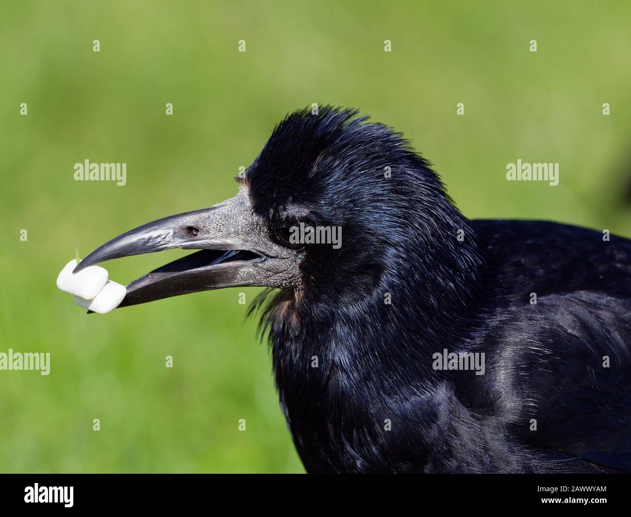 Croquez avec de la gomme à mâcher dans son bec. Galway, Irlande. La illustre l'impact nocif sur le chanpage sur la faune. Banque D'Images