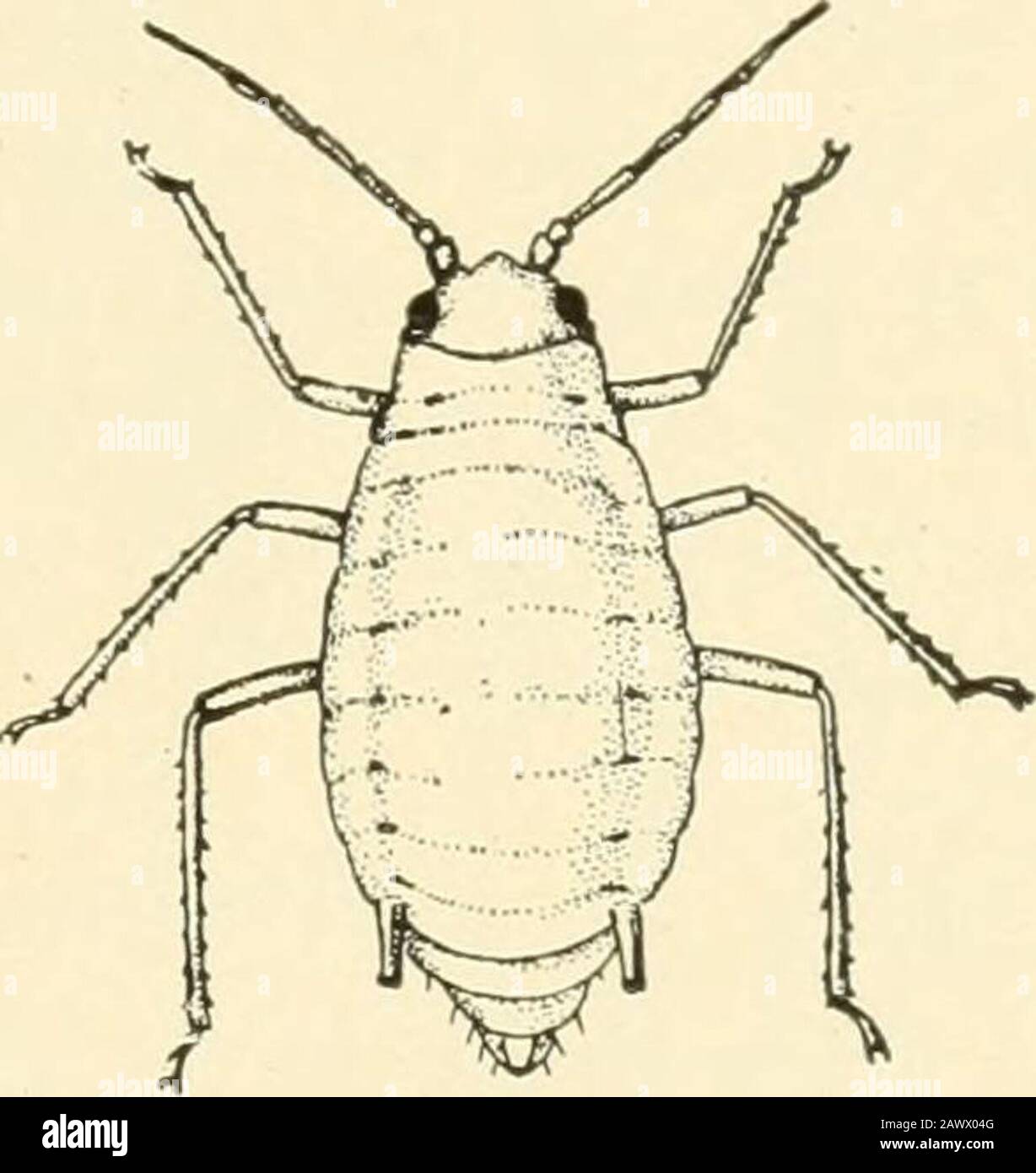 Insectes nuisibles de la ferme, du jardin et du verger . sur la plante-percoses. La forme sans aigreur de cet aphisis est d'environ 2 mm. (un-douzième pouce)de long et la moitié aussi large à la widestpart, le corps étant quelque peu ovatein contour. La couleur générale est palegreen, avec les cauda, les cornilles et la plus grande partie de la tribune, les antennes et les jambes noires. La tête est marquée wuth deux bandes noires longitudinales, et l'abdomen avec une rangée de taches noires de chaque côté et un patch noir sur la base des cornilles. Ces dernières sont enflées au milieu, rendant les contours convexes. . La forme aidée est quelque peu différente i Banque D'Images