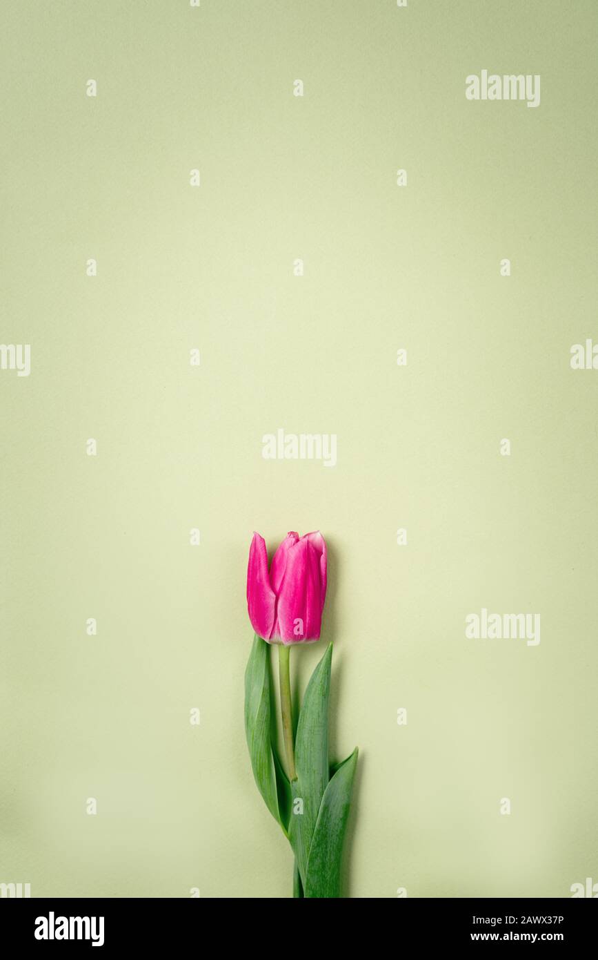 Tulipes violettes de printemps sur fond vert. Banque D'Images
