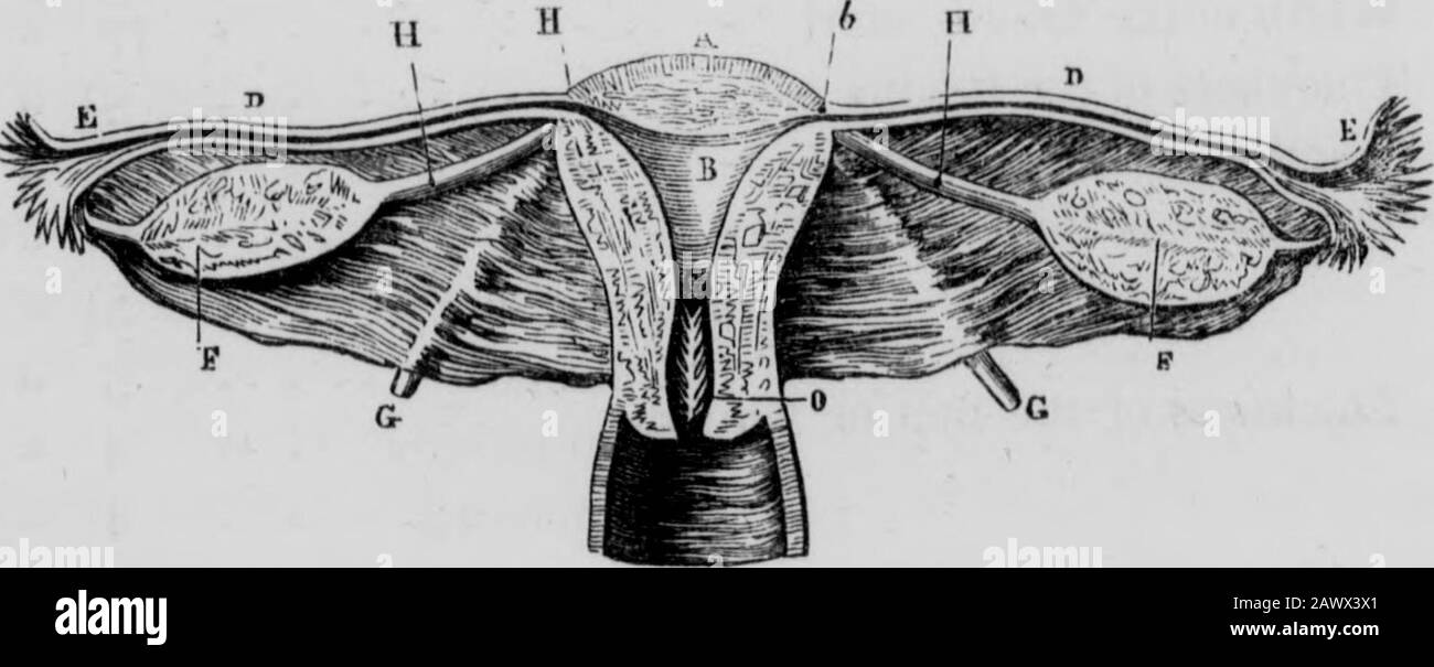 Éléments des principes et de la pratique de la sagefemme . taille de l