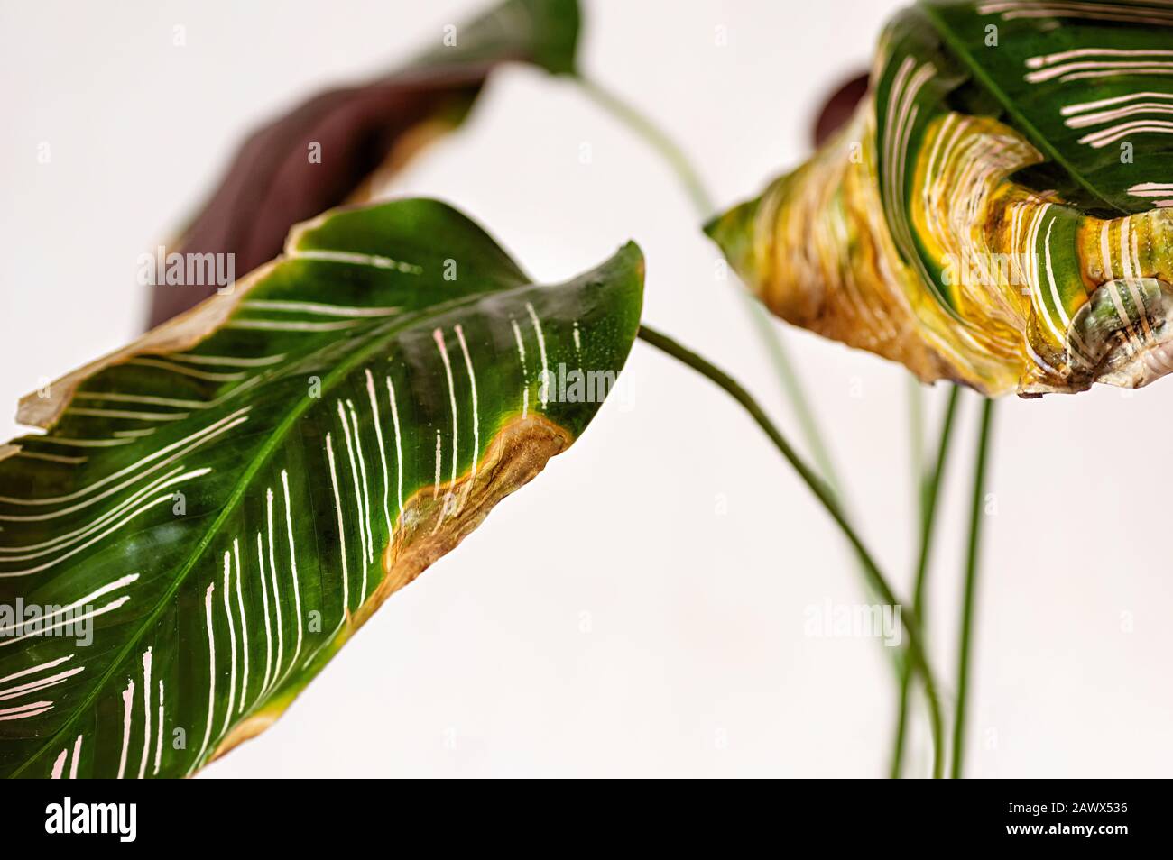 Maladies des plantes intérieures. Feuilles de Calathea ornata malades.  Mauvais entretien des plantes intérieures. Gros plan Photo Stock - Alamy