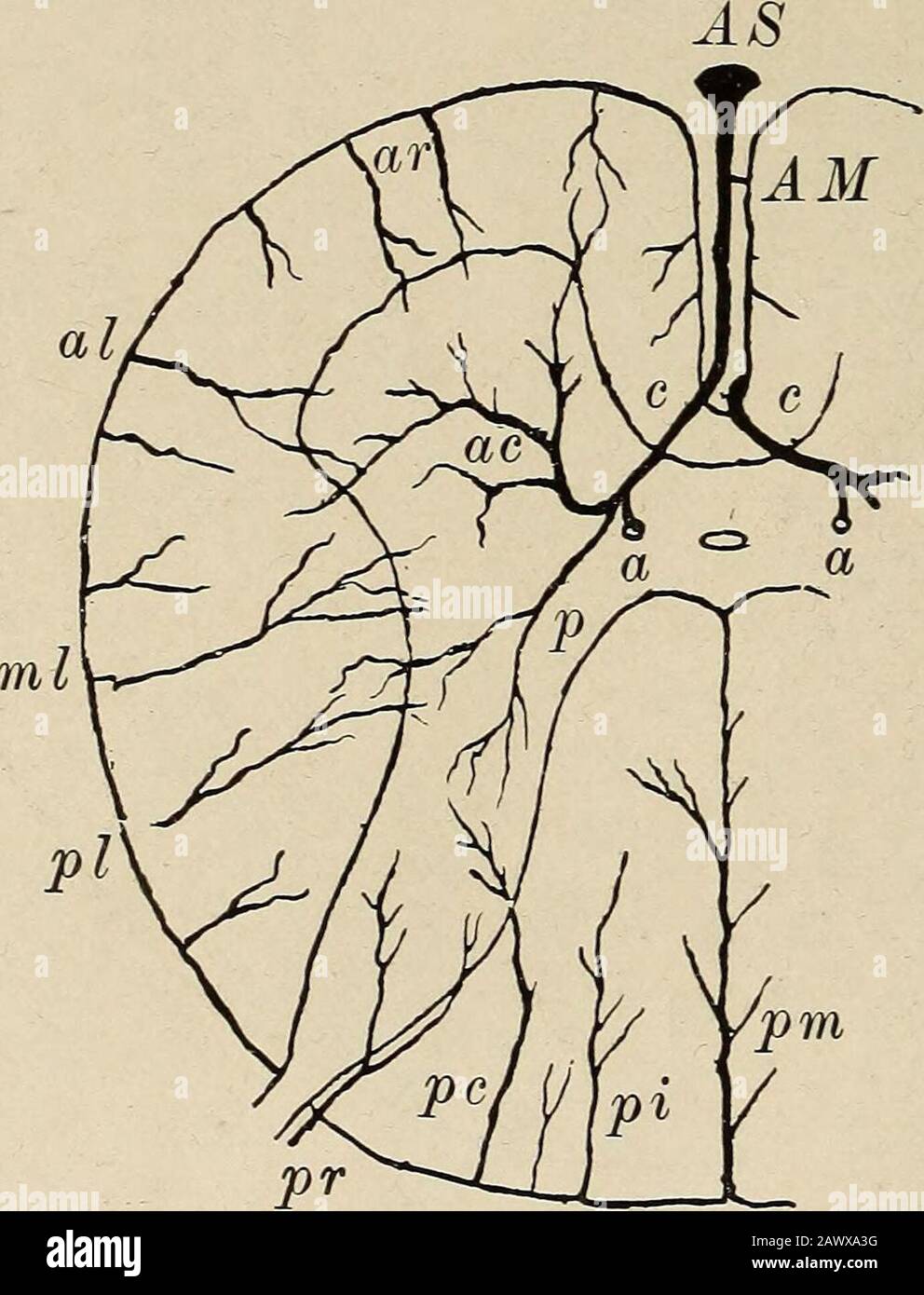 Maladies nerveuses et mentales . Fig. 126.—1, section du cordon montrant la division en trois districts artériels (diagrammatique). Partfourni uniquement par la médiane antérieure et ses branches sont grisées par des lignes parallèles, la partie fournie par les artères périphériques est ombrée par des points. La partie fournie par les deux systèmes d'artères est non ombrée.2, section transversale du cordon montrant la distribution des artères antérieure et postérieure (après-Marie modifiée). Partie fournie par le système artériel postérieur avec des points. Pièce fournie par le système antérieur non ombré (Williamson). Fig. 127.—Artères de la moelle épinière. Banque D'Images