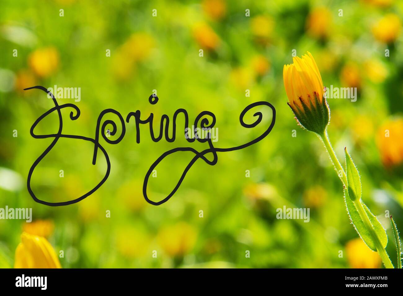 Yellow Spring Flower Meadow, Printemps De Calligraphie Anglaise Banque D'Images