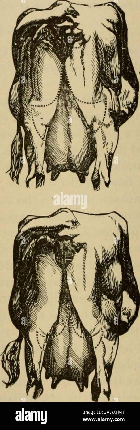 Le stock vivant : une cyclopedia pour l'agriculteur et le propriétaire du stock, y compris l'élevage, les soins, l'alimentation et la gestion des chevaux, des bovins, des porcs, des moutons et de la volaille avec un département spécial sur la dairying : étant également médecin du stock complet : avec mille gravures explicatives . elle que par la grande taille o^le pis. Les escutcheons des meilleures vaches — ceux qui produisent le plus ^nd con-tining le plus long — seront ceux qui sont conformes à la Fig. 2. L'escutcheon vertical de la Fig. 1 ne le blesserait pas, mais si cette caractéristique orna-mentale doit être au détriment de la haute escutcheon, fig. 2:8 be Banque D'Images