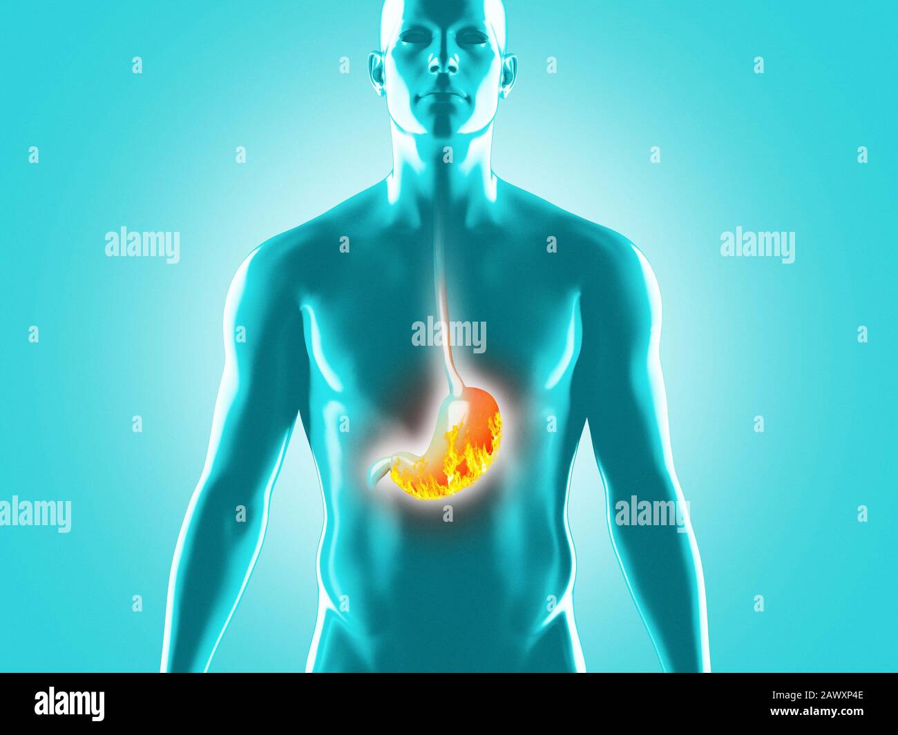 Anatomie du système digestif humain, illustration du rendu tridimensionnel Banque D'Images