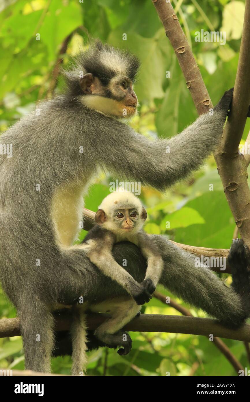 Thomas Leaf Monkey, parc national de Gunung leuser Banque D'Images