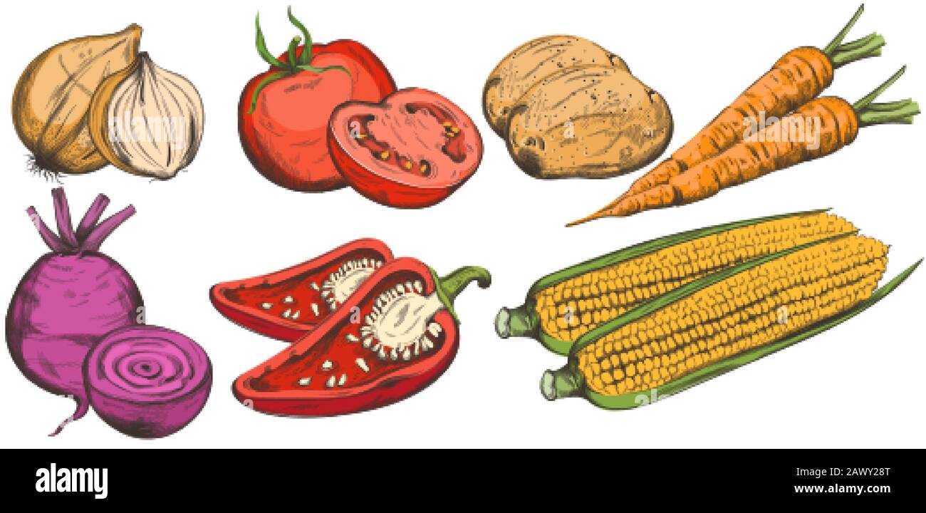 Des légumes Frais aux lignes colorées, dont l'oignon rose, le poivre, la carotte, le maïs, les tomates et les pommes de terre. Vecteur Illustration de Vecteur