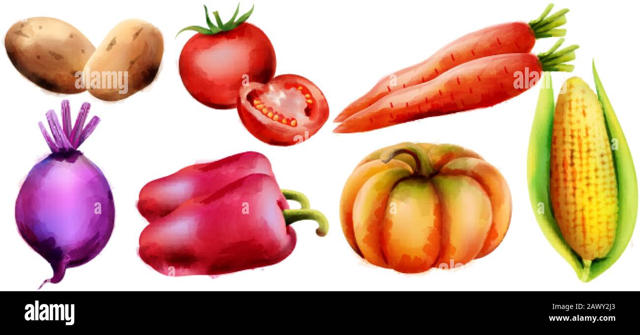 Légumes frais comprenant oignon, poivre, carotte, maïs, tomates et betteraves. Vecteur de modèle de menu. Fond blanc Illustration de Vecteur