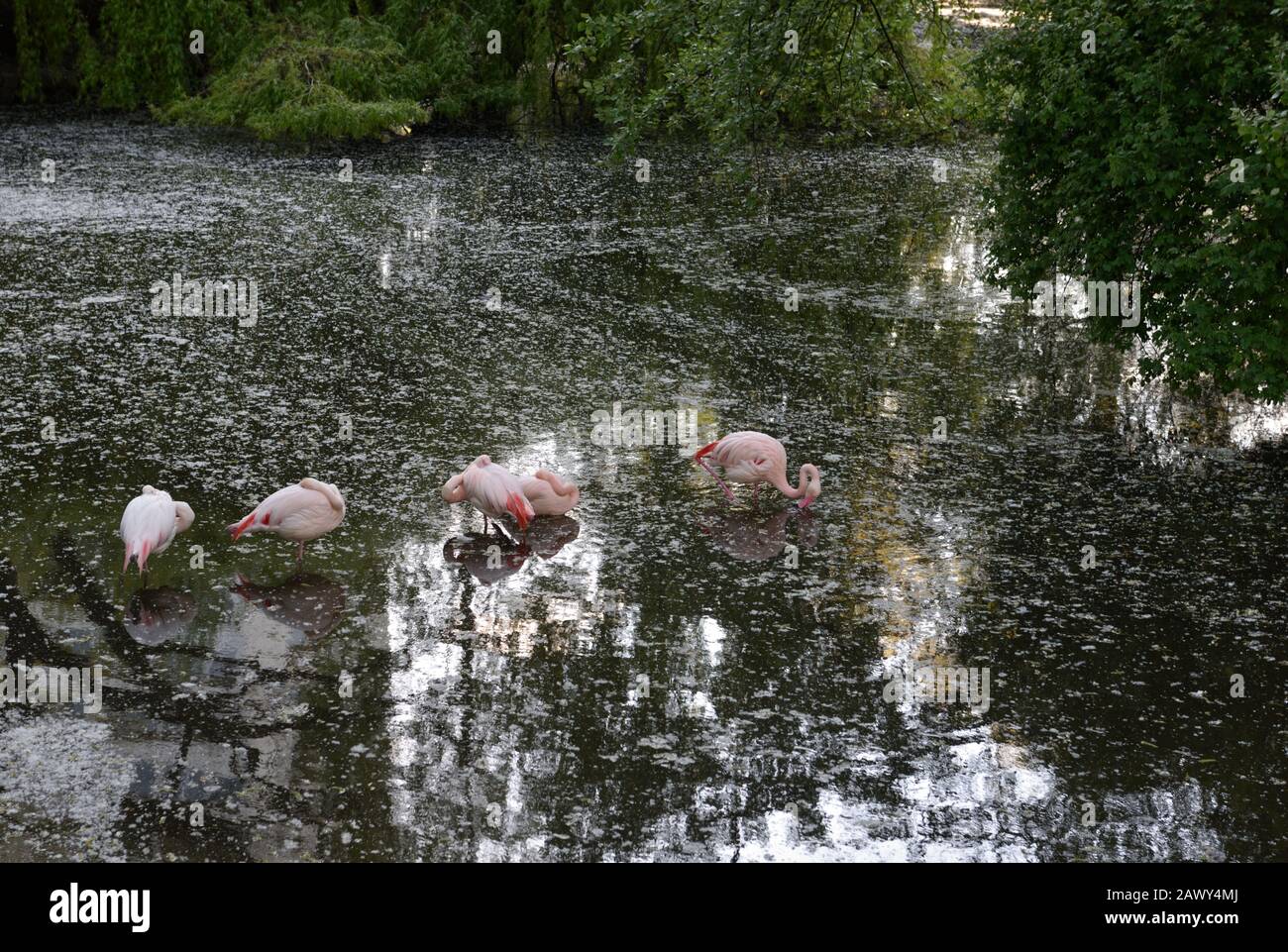 Flamants au zoo de Berlin, Berlin, Allemagne Banque D'Images