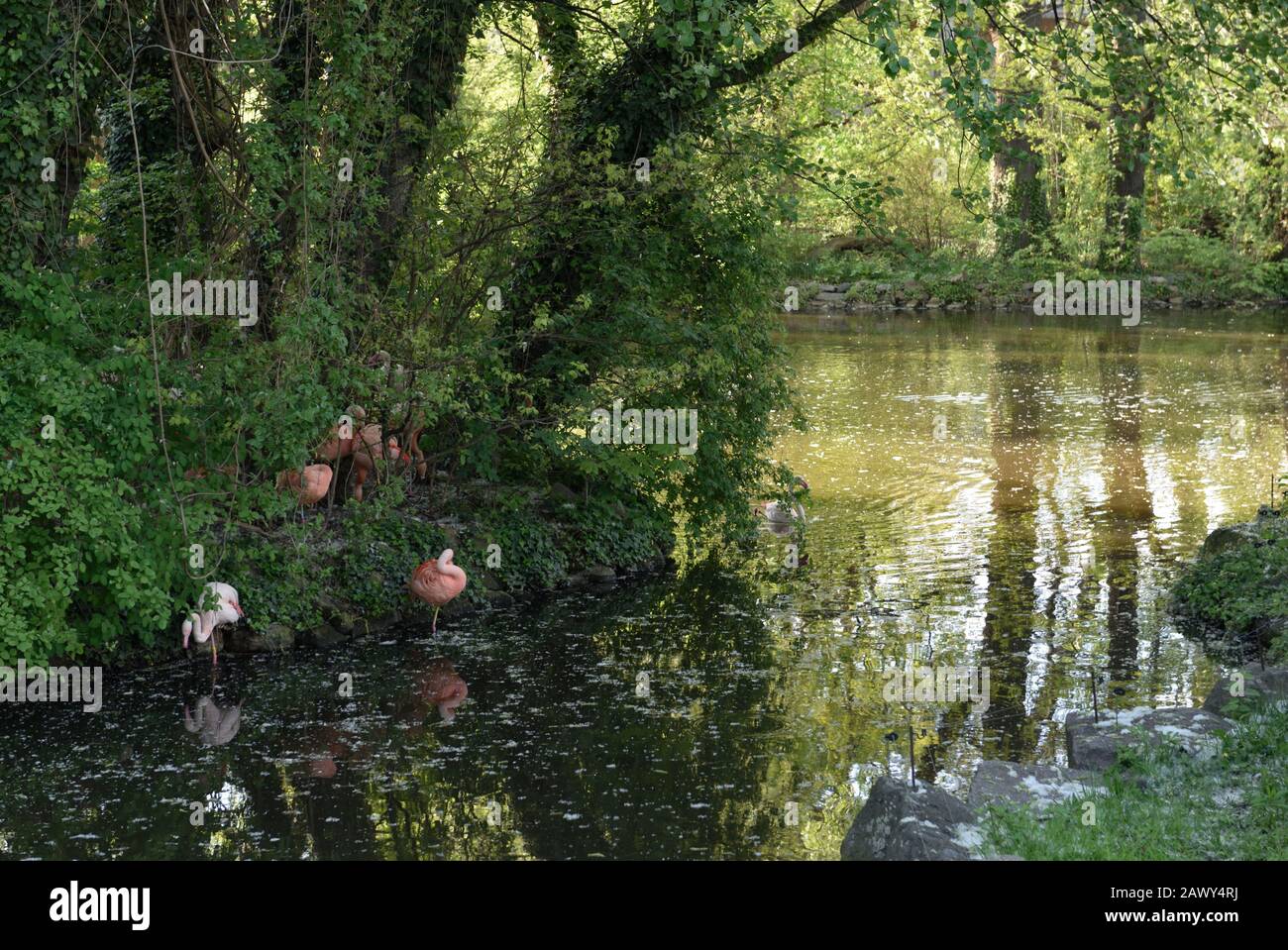 Flamants au zoo de Berlin, Berlin, Allemagne Banque D'Images