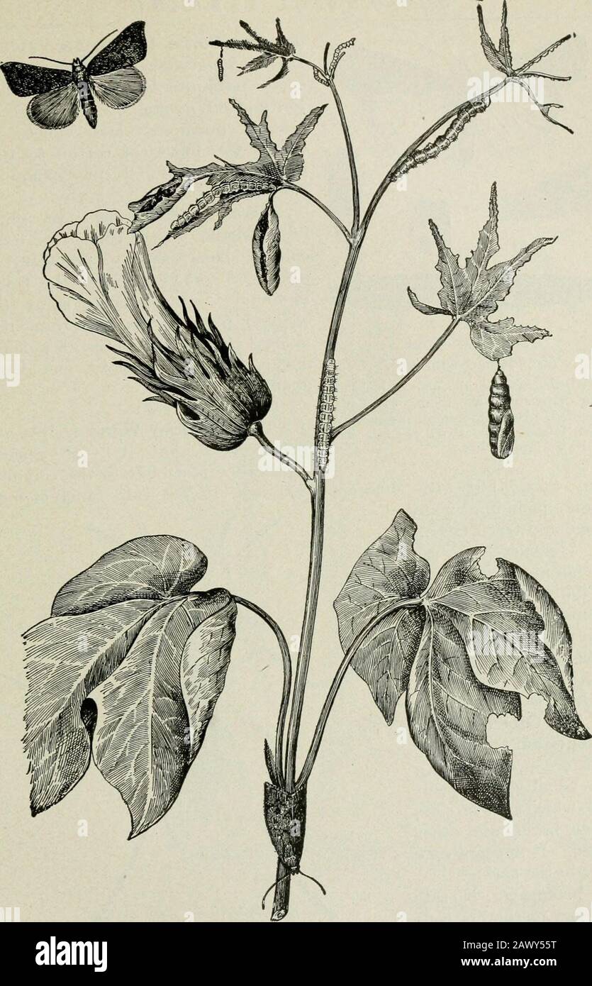 Agriculture réussie : une référence prête à toutes les phases de l'agriculture pour les agriculteurs des États-Unis et du Canada . 1 2 3 buteur de racines de Clover (Hylastinus obscurus).1 1 — coléoptère Adulte, taille naturelle à droite. 2—Larve ou grub, beaucoup agrandi.3—Montrant le travail du borer. I Bur. Ent. Cir  LW AT  . 119.. Worm de coton (Alabama argillacea).1Stages et travaux. Bur. Ent. 153 (973) &lt;)74 AGRICULTURE RÉUSSIE Banque D'Images