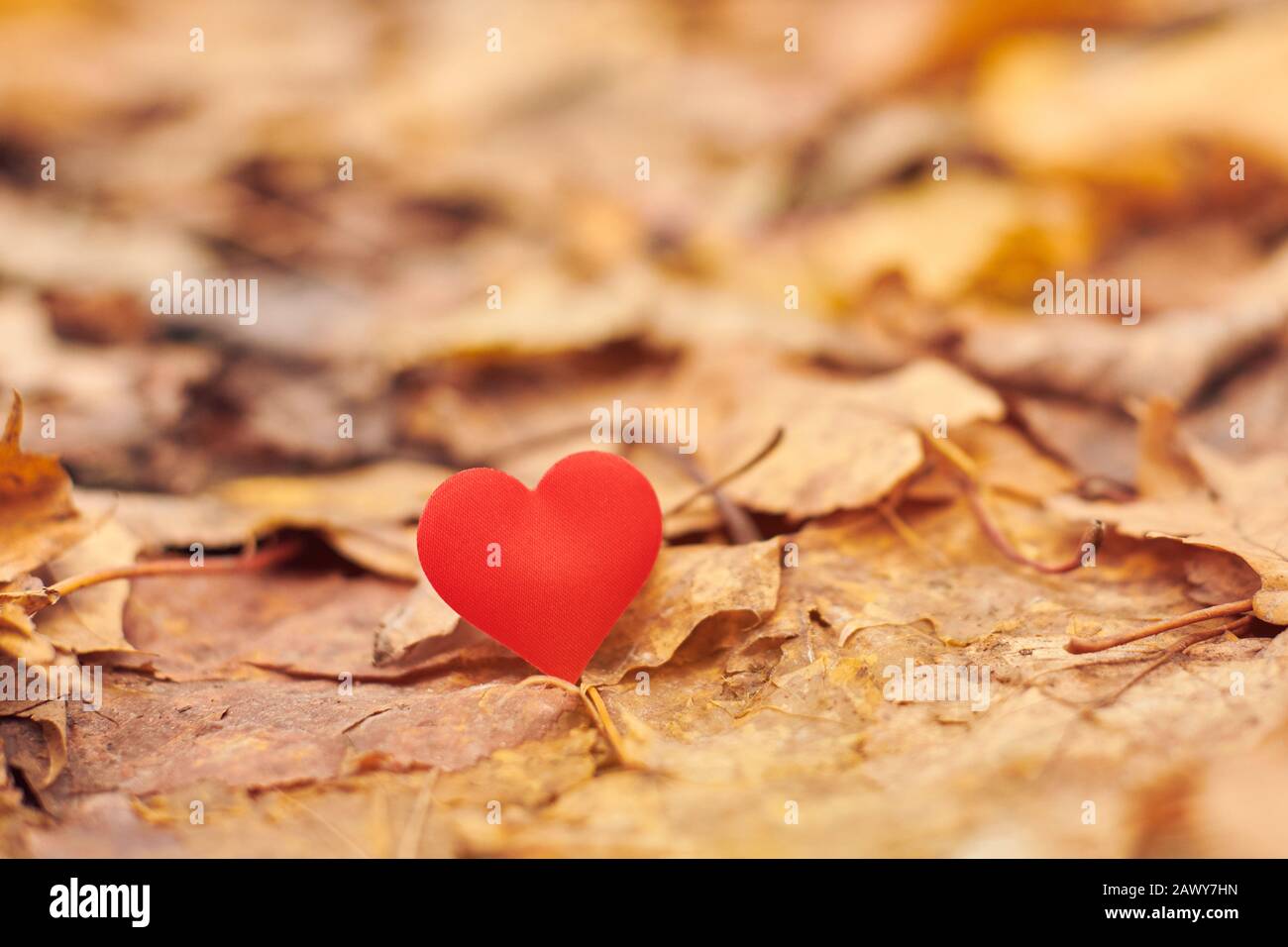 Cœur Sur Les Feuilles D Automne Infatation Concept D Amour Romantique Sur Un Cote Symbole Des Victimes D Amour Sans Demande De La Saint Valentin Magnifique Arriere Plan D Automne Photo Stock Alamy