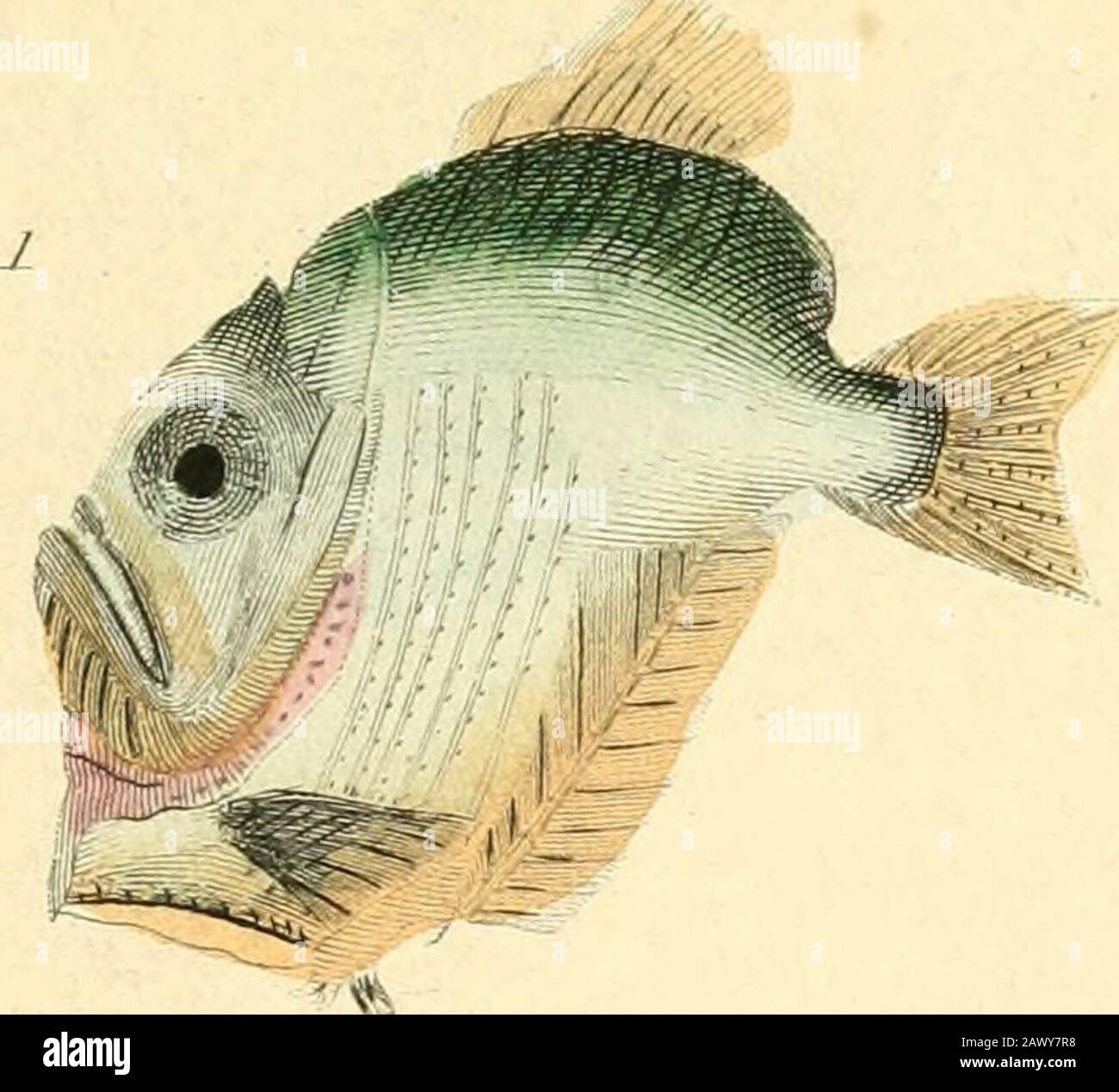 Le royaume animal, organisé selon son organisation, servant de base à l'histoire naturelle des animaux : et une introduction à l'anatomie comparée . .F. Labajc -nrncrmatus.n. 2. P. Labax Jupitnx /i. Serraiius scnbu. N., LcruLon. G. Mertdersan, 2. Olcb-BaUe-y. , liiinallunfidpin. Fisces.ll..9.. Banque D'Images