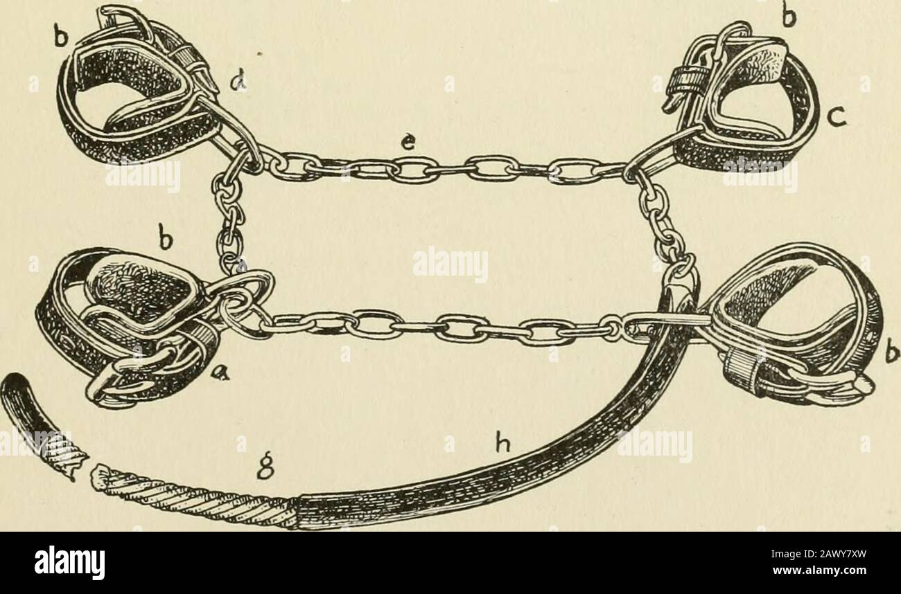 Retenue des animaux domestiques; un livre à l'usage des étudiants et des praticiens; 312 illustrations de dessins au stylo et 26 demi-tons de photographies originales . Fig. 95. Conkeys boucle à verrouillage automatique Hobbles. Boucle de verrouillage et chaîne peuvent être utilisés avec de nombreux motifs de bretelles. Les sangles à hobble illustrées ci-dessous peuvent être utilisées en conjonction avec la boucle de verrouillage Conkey : figures 84, 85, 86, 87, 88, 89, 90, 91, 92, 93, 94 ; également les bretelles à hobble des hobbles anglais et berlinois. Fig. 96. Berlin Hobbles. 88 EESTEAINT DES ANIMAUX DOMESTIQUES. Berlin Hobbles. Les hobbles de Berlin, figure 96, se composent de o Banque D'Images Retenue des animaux domestiques; un livre à l'usage des étudiants et des praticiens; 312 illustrations de dessins au stylo et 26 demi-tons de photographies originales . Fig. 95. Conkeys boucle à verrouillage automatique Hobbles. Boucle de verrouillage et chaîne peuvent être utilisés avec de nombreux motifs de bretelles. Les sangles à hobble illustrées ci-dessous peuvent être utilisées en conjonction avec la boucle de verrouillage Conkey : figures 84, 85, 86, 87, 88, 89, 90, 91, 92, 93, 94 ; également les bretelles à hobble des hobbles anglais et berlinois. Fig. 96. Berlin Hobbles. 88 EESTEAINT DES ANIMAUX DOMESTIQUES. Berlin Hobbles. Les hobbles de Berlin, figure 96, se composent de o Banque D'Images