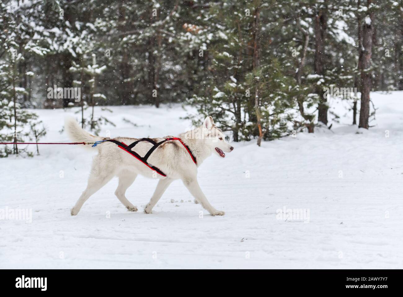 L'équipe de chiens de traîneau husky de Sibérie est en charge de la course de harnais et de la traction du pilote de chien. Compétition de championnat de sport d'hiver. Banque D'Images