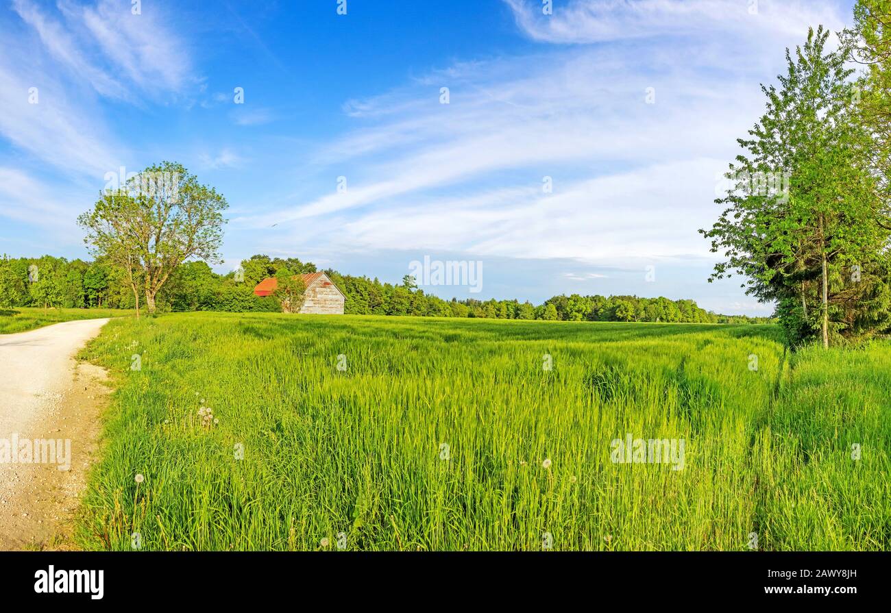 Paysage rural vert panorama avec champ de blé et ancienne grange, route / piste de chariot sur la gauche Banque D'Images