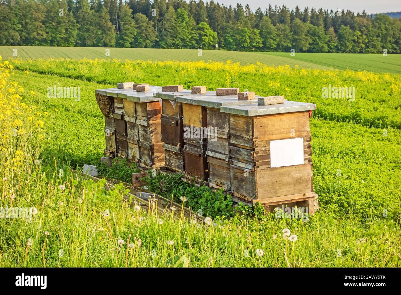 L'apiculture dans le domaine de colza Banque D'Images