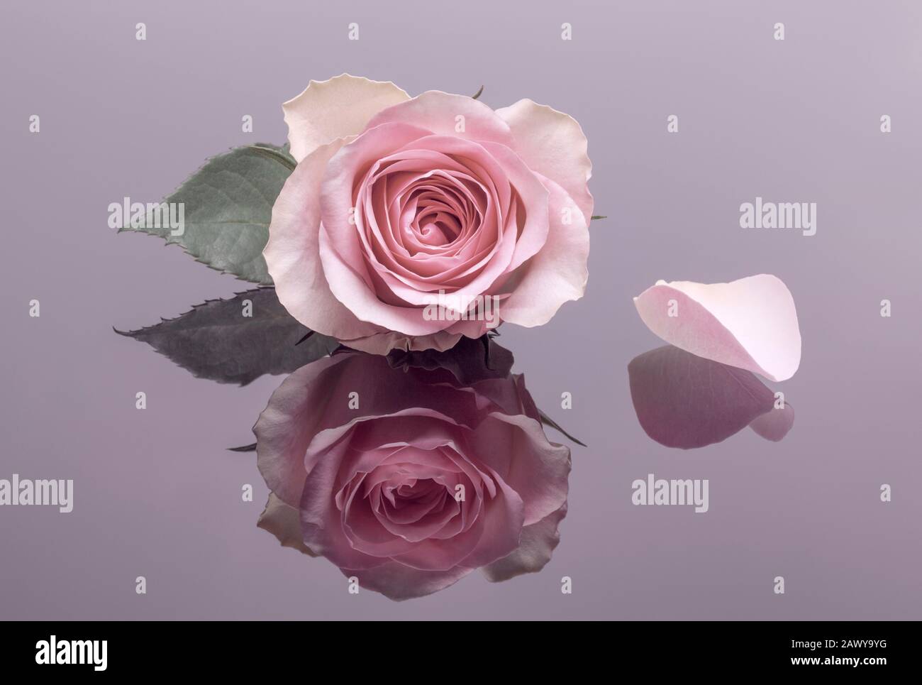 Rose rose simple avec réflexion Banque D'Images