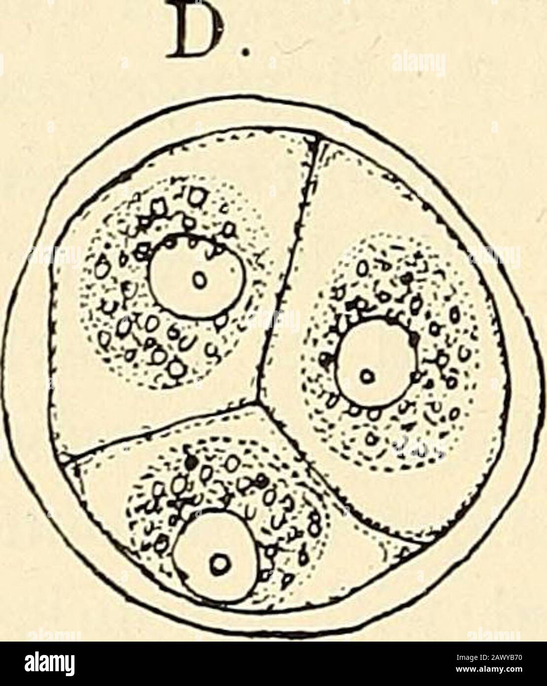 La structure et le développement des mousses et des fougères (Archegoniatae) . Fig. 63.—Division Spore dans A. fiisiformis, sectionsoptiques des cellules vivantes, X 600. Les ANTHOCEROTE.E 135 Dans A. fusifoniis ils sont plus longs et plus symétriques que INA. Hevis, et dans un groupe du genre, selon Gottschc/les élaters, qui se composent d'une rangée de cinq à six cellules, ont une bande spiralée adistique comme dans Dendroceros. Leitgeb pense, comment-jamais, que ce groupe est plus proche de ce dernier genusque à Anthoceros propre, inasbeaucoup comme en plus de théatres particuliers l'épiderme de la capsule n'a pas de St Banque D'Images