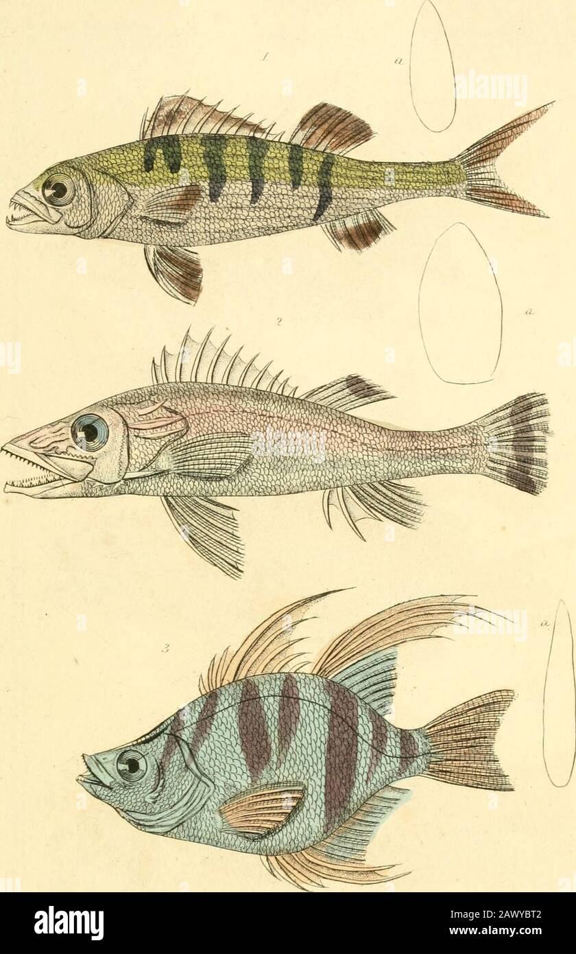 Le royaume animal, organisé selon son organisation, servant de base à l'histoire naturelle des animaux : et une introduction à l'anatomie comparée . ^uciot, :•_ ,/./ Ji„</.-i) , III11/mi JI iiii/dirn. 1 Luciopeica Vol^pnsis pal/as Th€libissian.Perch. 2. !Nipihon spint>sus ITlu Spiiuul Hiplwii-I3. Enoplosus antuifiu.n.TheAnntDEHcplcsus./ LLV,.U;i.Li Itr/uhnrn, . PIJ Balt,-i/. ^^rdmal JQni;d/777i. Risers, rj. F). Banque D'Images