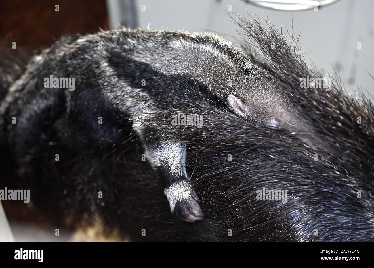 Zlin, République Tchèque. 7 février 2020. Le 7 février 2020, un grand anteater (Myrmecophaga tridactyla) mâle est vu dans le zoo de Zlin, en République tchèque. Crédit: Dalibor Gluck/Ctk Photo/Alay Live News Banque D'Images