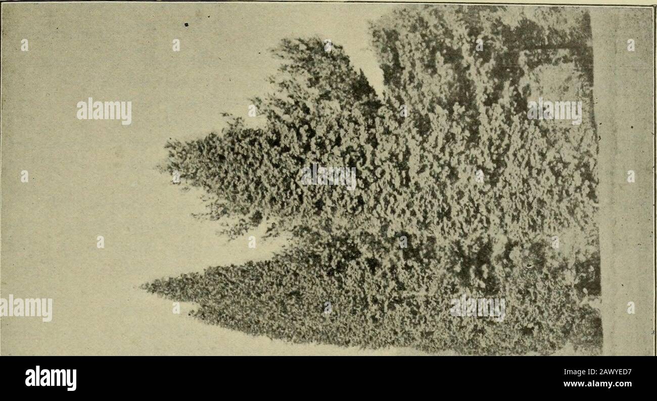 Mitteilungen der Deutschen Dendrologischen Gesellschaft . stris Quercus sessiliflora Crataegus Crus-galli Tilia americana Tilia alba Quercus tomentosa cuccullata . . Robinia viscosa Quercus Prinus „ alba Acer lobatum Quercus coccinea angustifolia Myrica cerifera Clethra acuminata Halesia tetraptera Sorbus dentata , Aria lutescens Myrica (Comptonia) asplenifolia . . Prunus serotina Robinia Pseudac. Tortuosa Quercus imbricaria Phellos pumiia -1 T ,, , microcarpa ., ilicifolia „ obtusiloba nigra „ ilicifolia arborescens Höhe 14131518121713 II 121217 53 1717 1718 7 512 151111 15 6 55 Banque D'Images