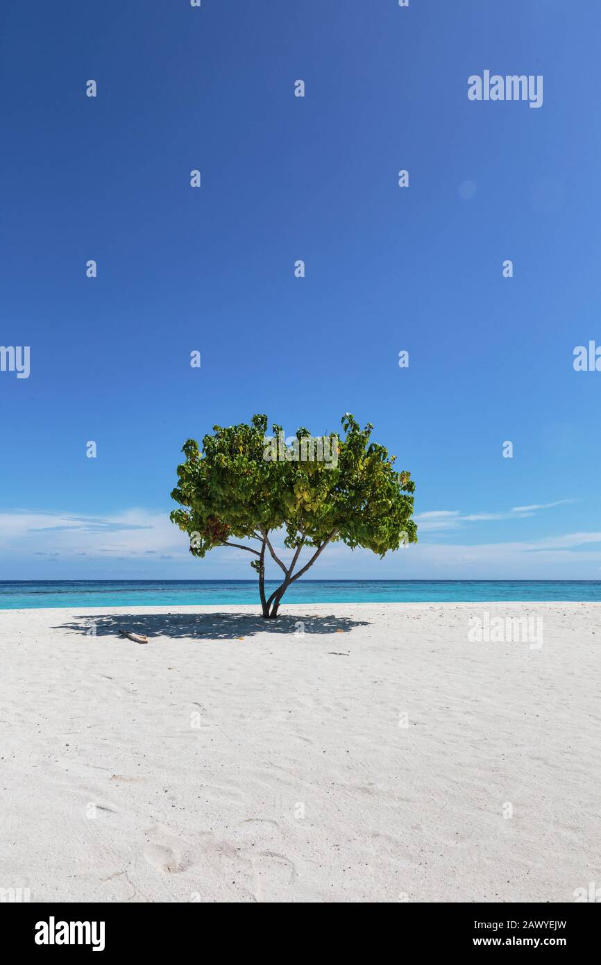 Arbre unique sur la plage ensoleillée et tranquille de l'océan sous le ciel bleu, Maldives Banque D'Images