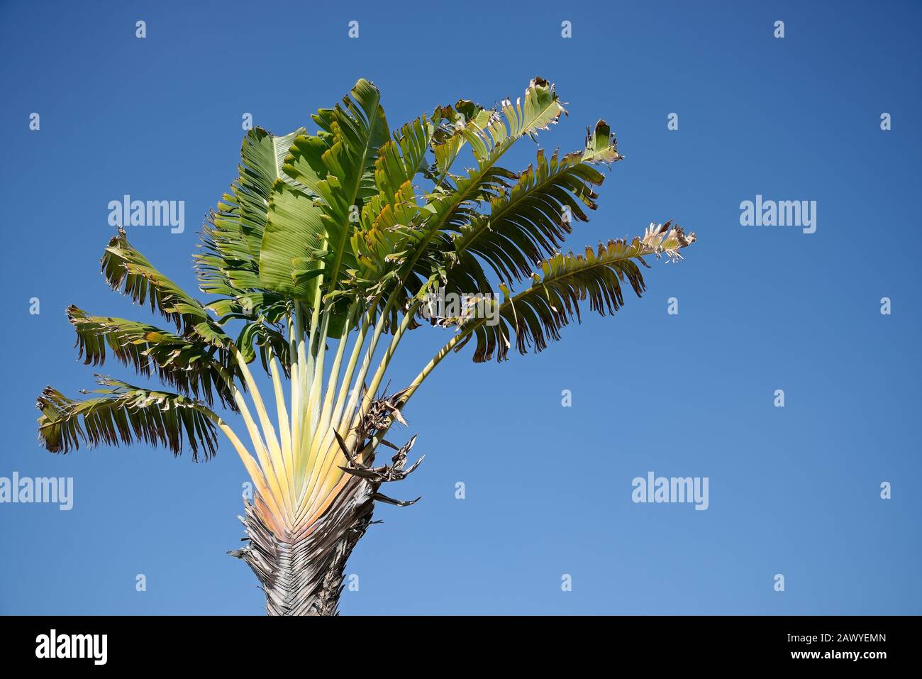 Plantes tropicales. Arbre de voyageur, arbre plat qui ressemble à un arbre de banane traversé par un arbre de palmiers. Banque D'Images