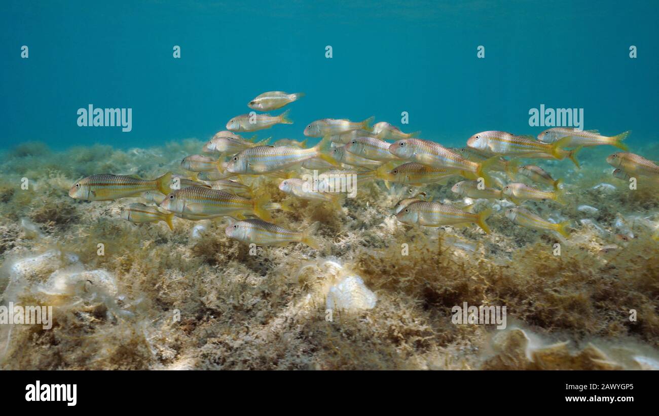 Groupe de poissons de mulet rouges rayés sous l'eau dans la mer Méditerranée, Espagne, Costa Brava, Cadaques, Catalogne, Cap de Creus Banque D'Images