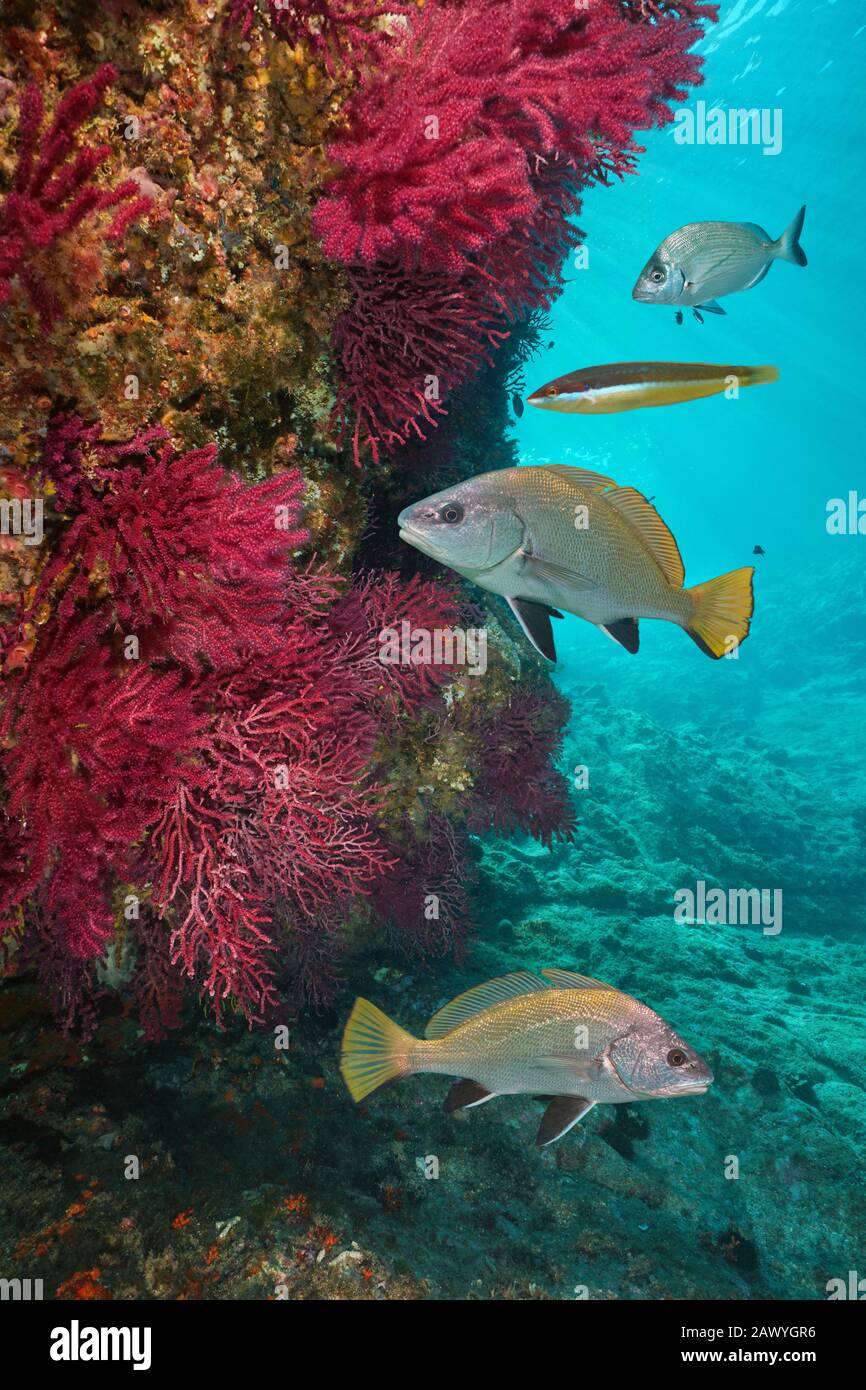 La vie en mer Méditerranée sous-marine, couleur bleu fouet de mer doux avec plusieurs poissons, Cap de Creus, Costa Brava, Espagne Banque D'Images