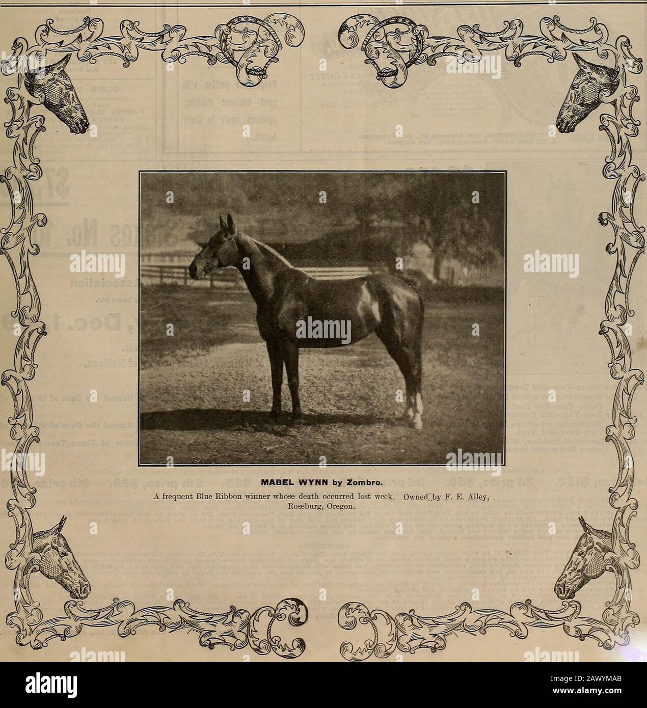 Éleveur et sportif . VOLUME VG. N° 18. SAN FRANCISCO, SAMEDI 30 OCTOBRE 1909. Abonnement : 3 $ Par An. L'ÉLEVEUR ET SPORTIF [samedi 30 octobre 1909. Chaque cheval Devrait Être Coupé en saison C'est la chose sage à faire pour le cheval coupé non seulement est plus facile à nettoyer et semble mieux, mais l'écrêtage fait beaucoup pour rendre imimmune de toux, de rhumes et les maux habituels qui viennent à un cheval de se tenir dans un manteau de cheveux longs et humides après tout effort dur. La prespiration s'évapore rapidement de l'animal clippé et le laisse sécher. Par temps froid, une couverture quand il est debout le garde Banque D'Images