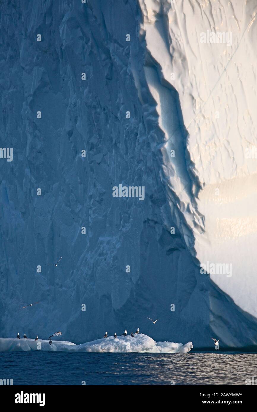Oiseaux sous l'iceberg Groenland Banque D'Images