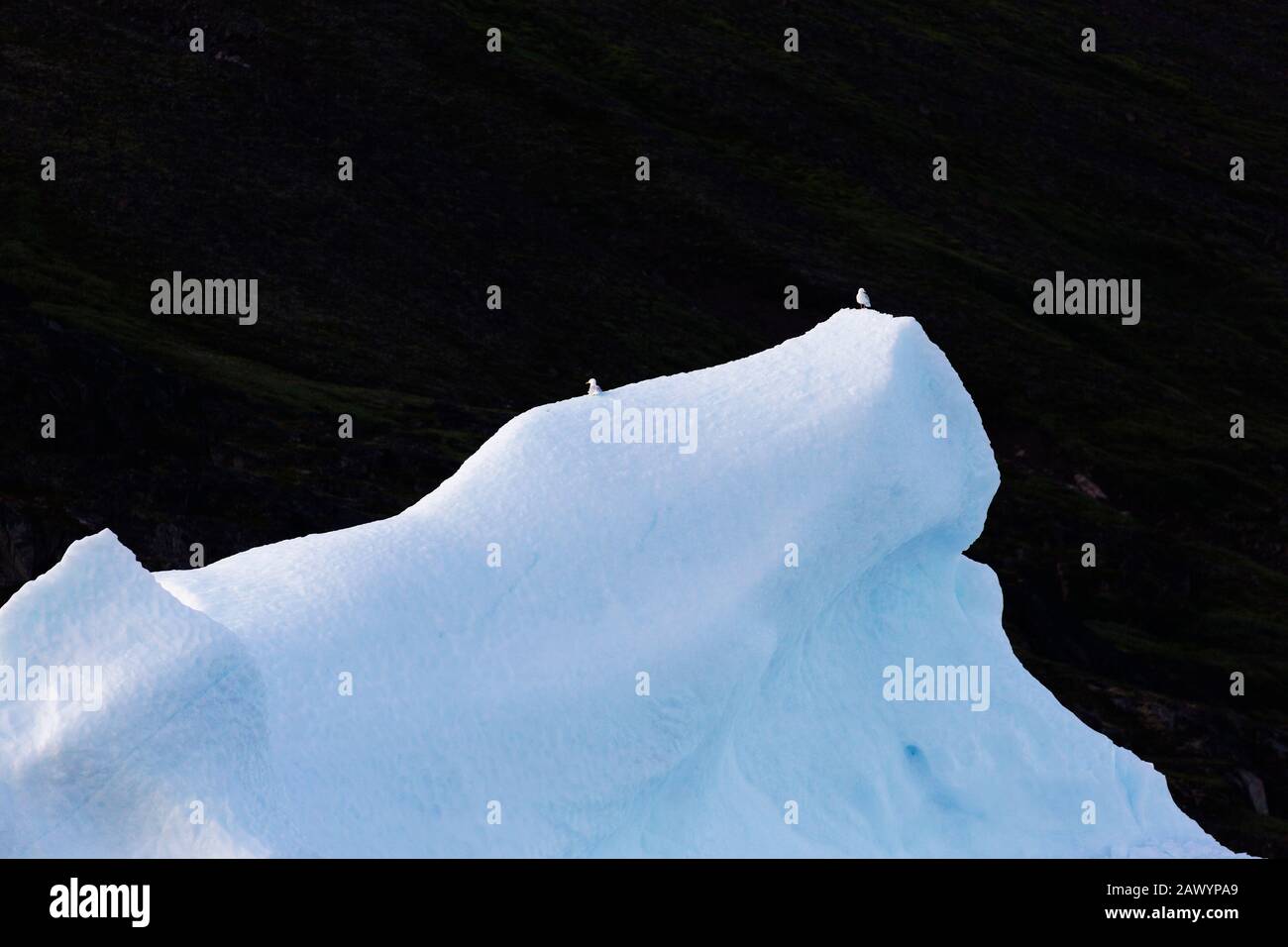 Oiseaux perchés sur l'iceberg Groenland Banque D'Images