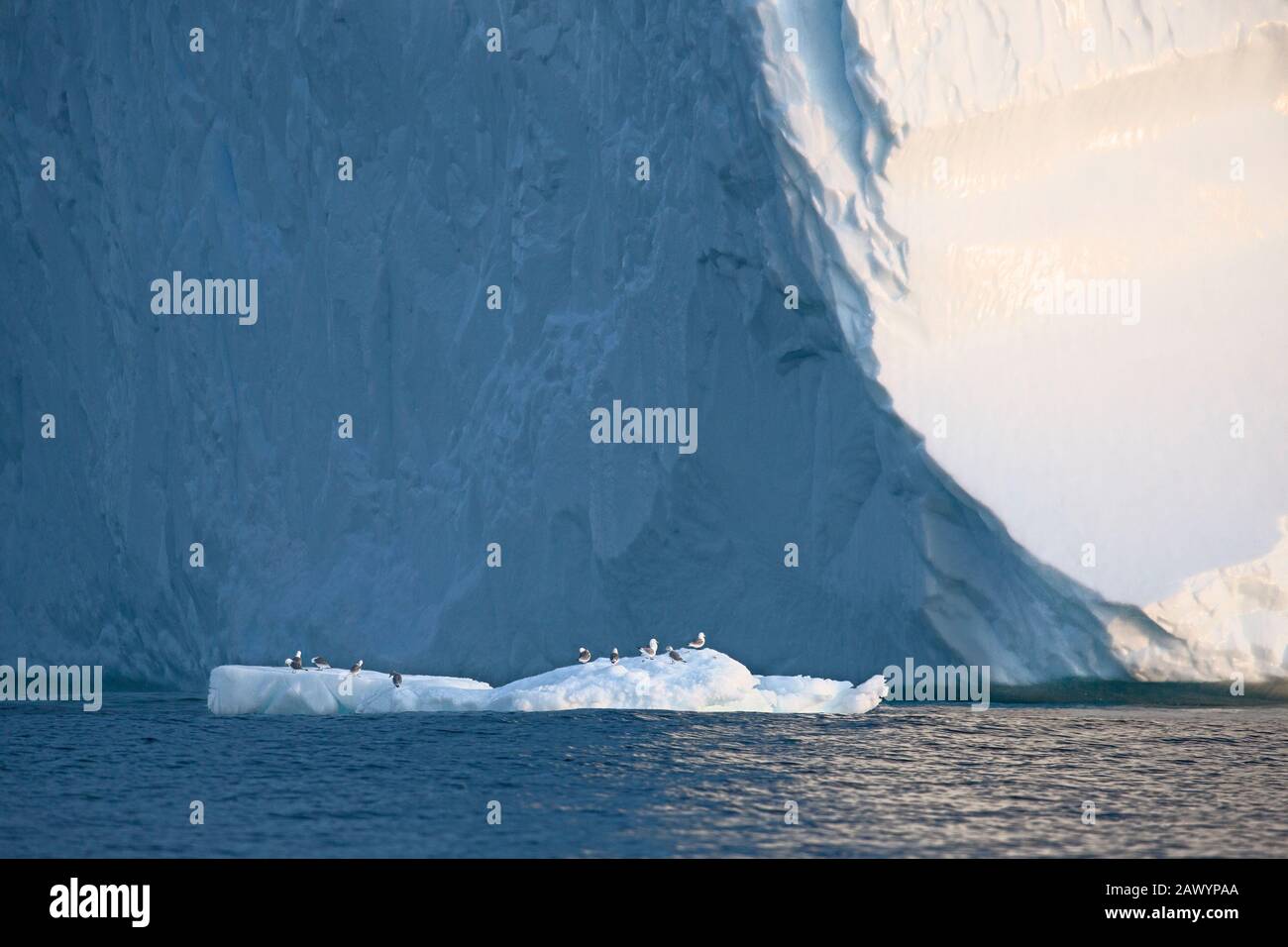 Oiseaux perchés sur la fonte de la glace sous l'iceberg Océan Atlantique Groenland Banque D'Images