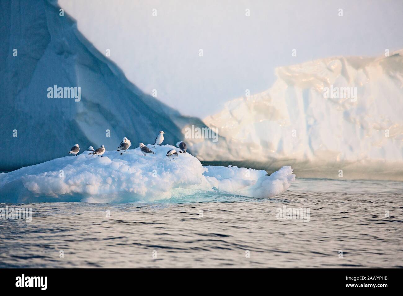 Oiseaux sur la fonte de la glace polaire Océan Atlantique Groenland Banque D'Images