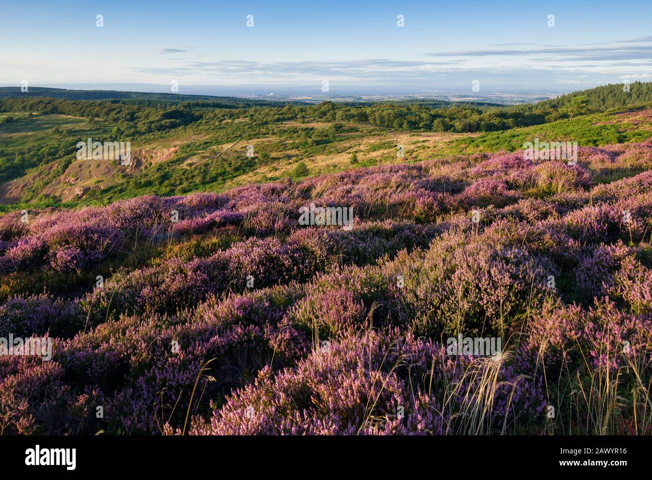 Heather à Wills Neck dans le paysage national de Quantock Hills, Somerset, Angleterre. Banque D'Images