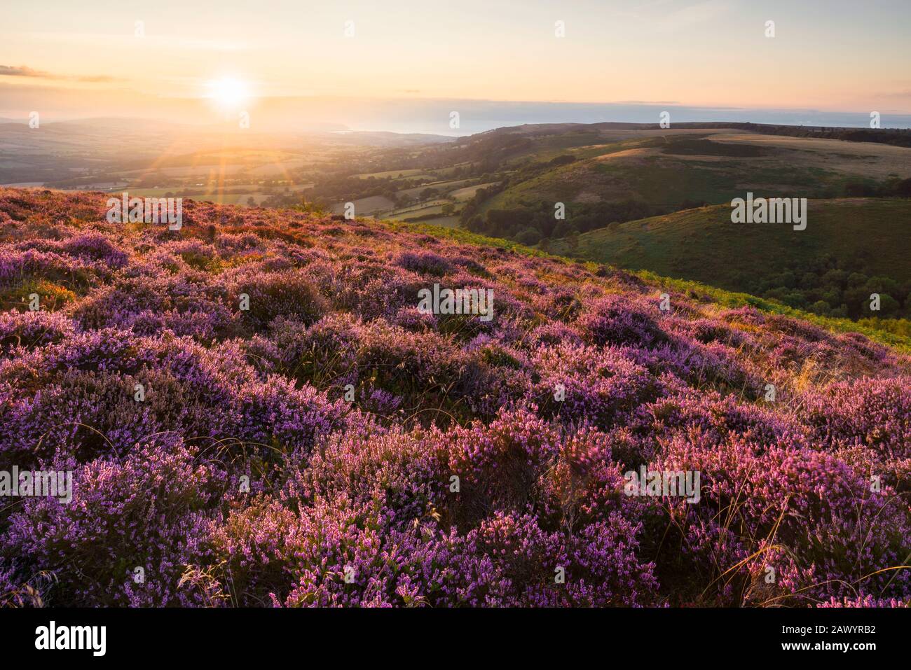 Heather à Wills Neck dans le paysage national de Quantock Hills, Somerset, Angleterre. Banque D'Images