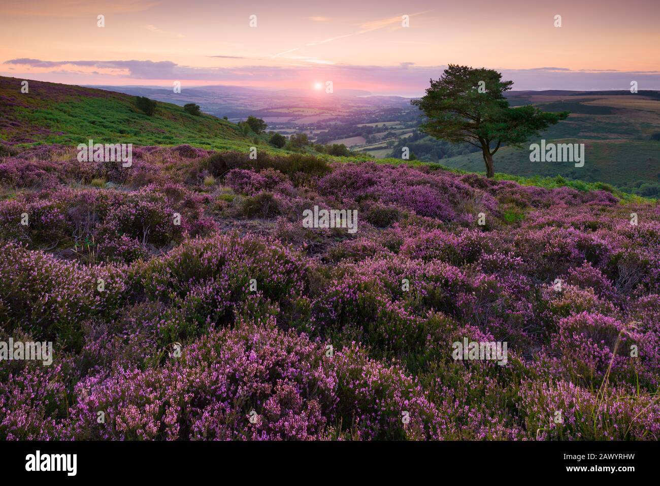 Heather à Wills Neck dans le paysage national de Quantock Hills, Somerset, Angleterre. Banque D'Images