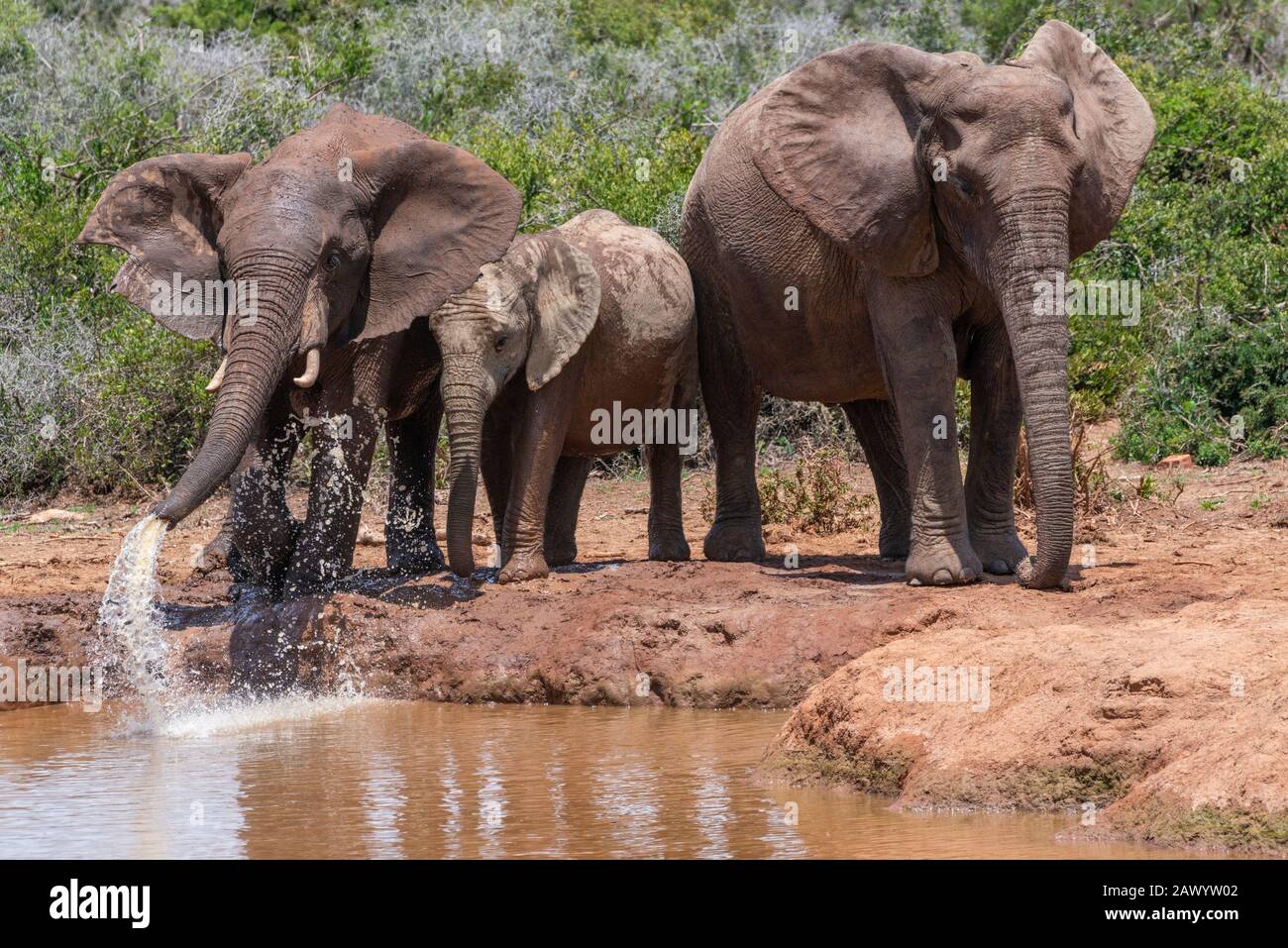 Éléphants d'Afrique ou éléphants de brousse d'Afrique se rafraîchissant dans un trou d'eau dans le parc national Addo Elephant, le Cap oriental, Afrique du Sud Banque D'Images