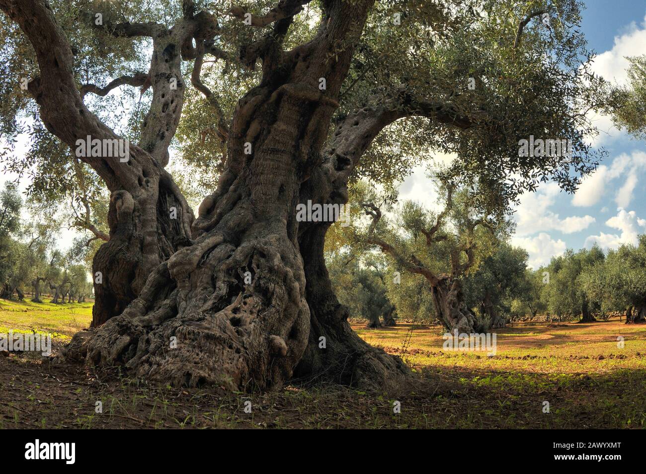Ancien olivier dans le jardin d'oliviers. Plantation d'oliviers dans le sud de l'Italie Banque D'Images
