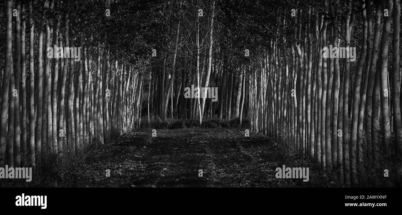 Échelle de gris d'une forêt couverte d'arbres et de feuilles sous la lumière du soleil Banque D'Images