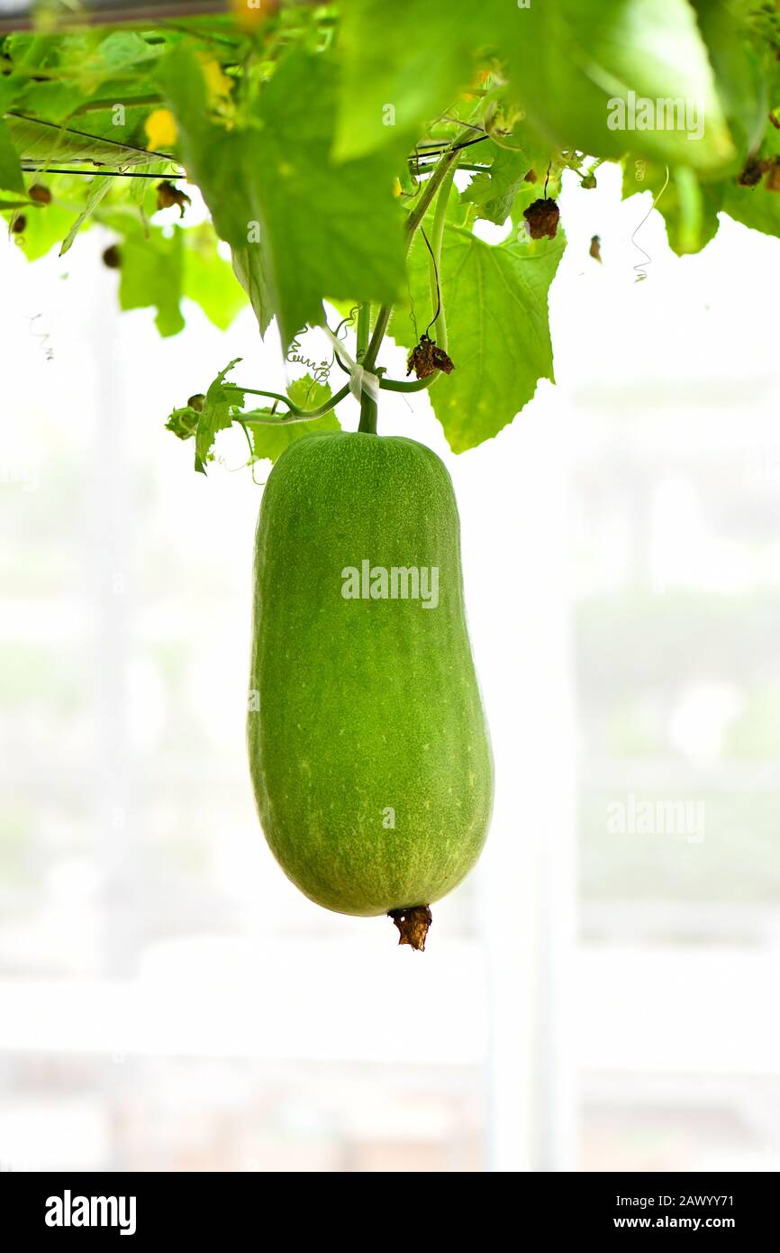 Plante de melon d'hiver suspendue avec fleur jaune et fruits Banque D'Images