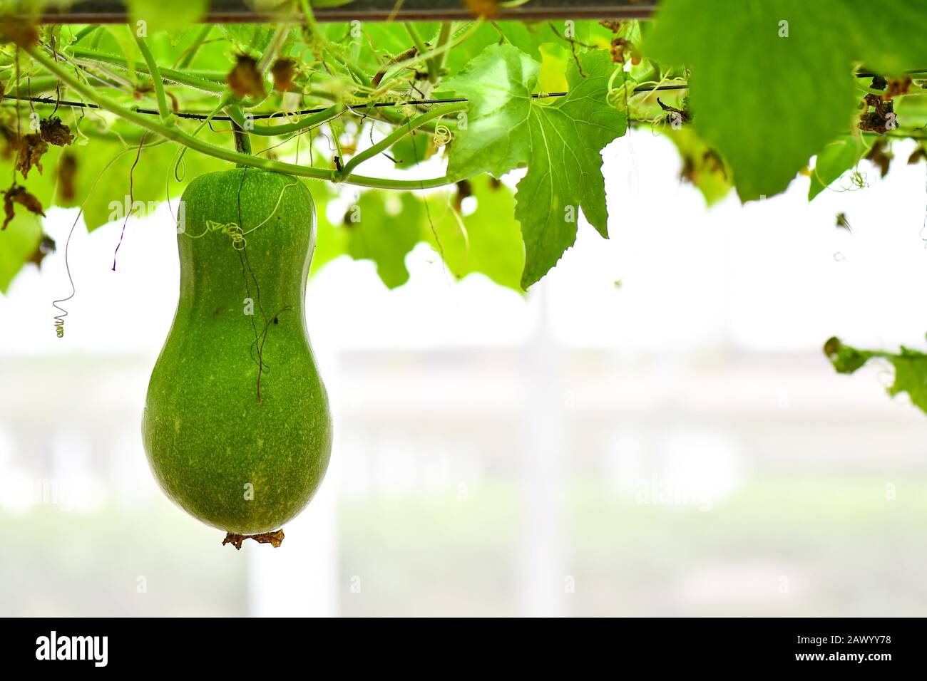 Plante de melon d'hiver suspendue avec fleur jaune et fruits Banque D'Images