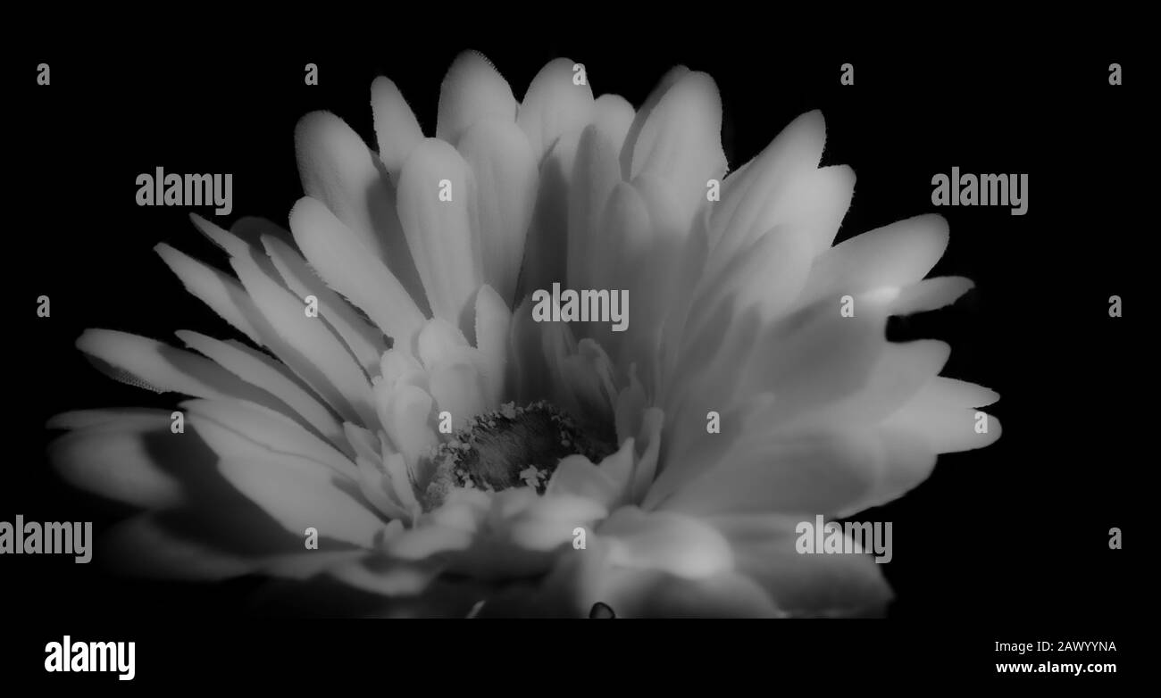 Pétales de la fleur en tissu mis en scène avec des lumières claires Banque D'Images