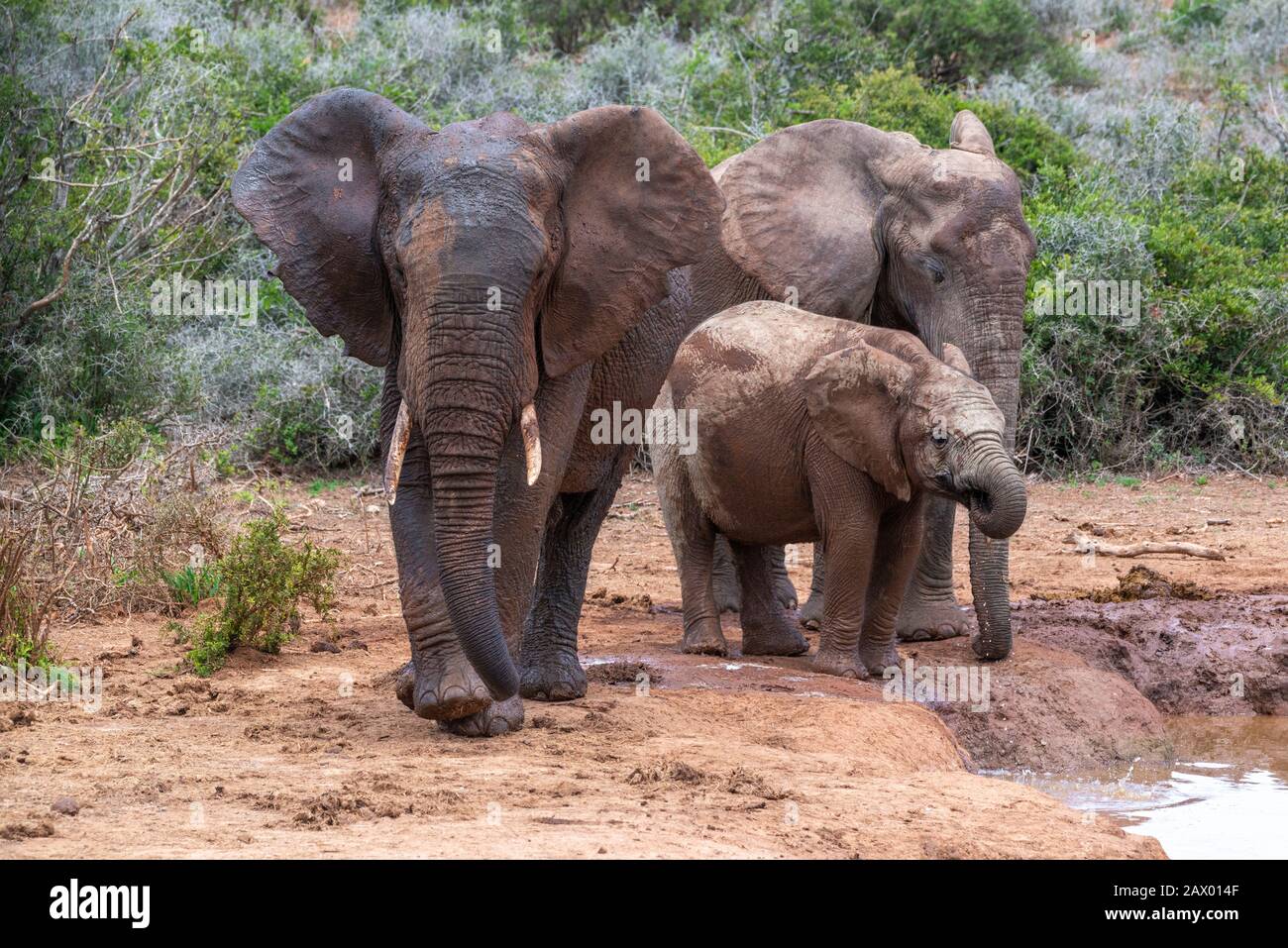 Éléphants d'Afrique ou éléphants de brousse d'Afrique se rafraîchissant dans un trou d'eau dans le parc national Addo Elephant, le Cap oriental, Afrique du Sud Banque D'Images