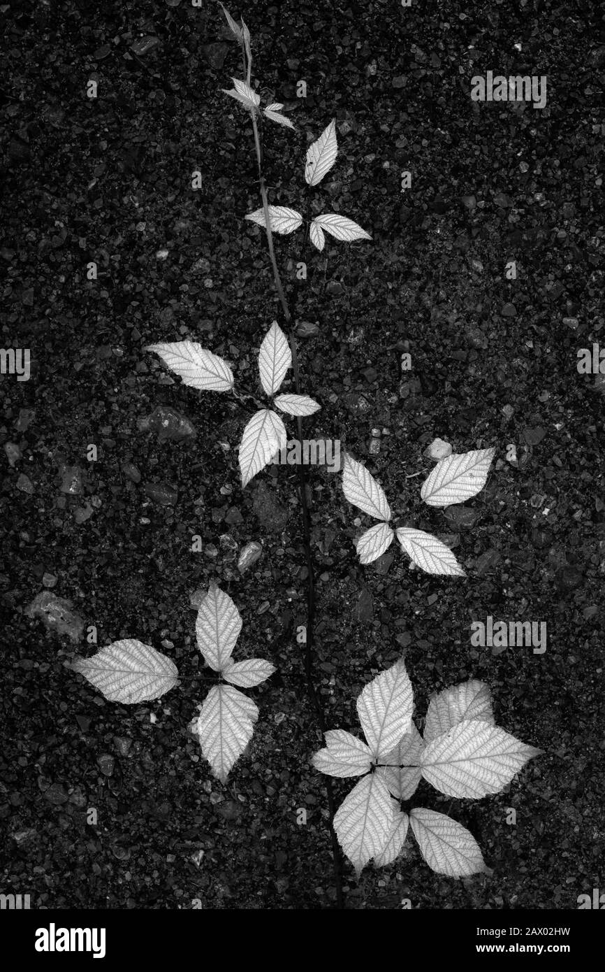 Prise de vue verticale en niveaux de gris des feuilles qui poussent sur le sol Banque D'Images