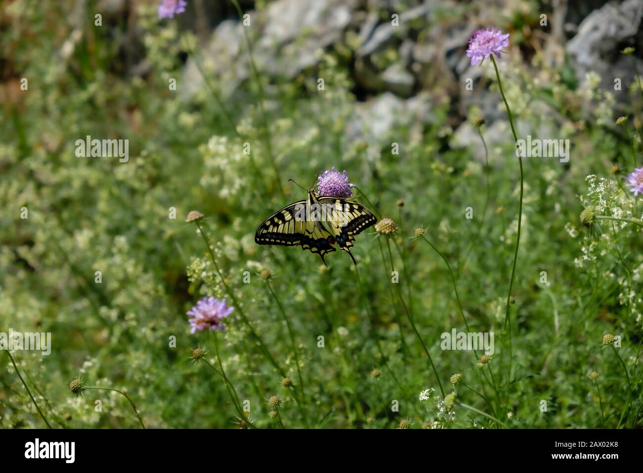 Papillon jaune et noir assis sur une fleur pourpre le champ Banque D'Images